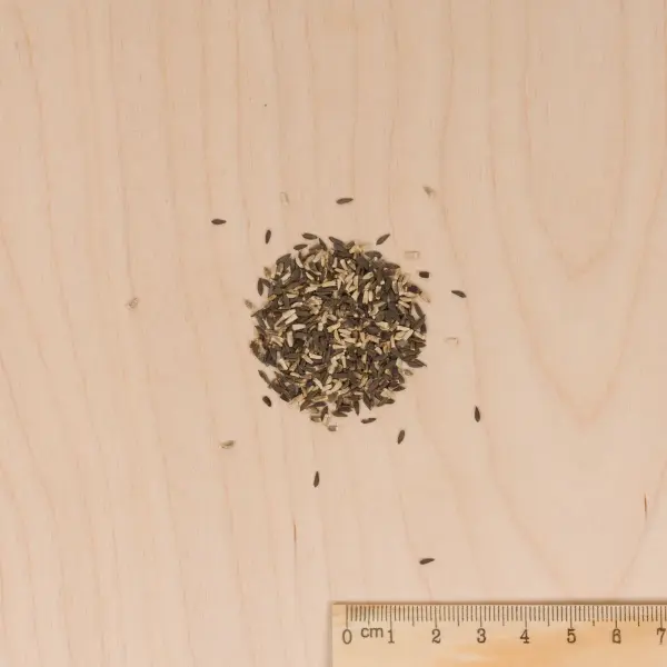 Potagères - Mesclun Doux - MEDIA_3D